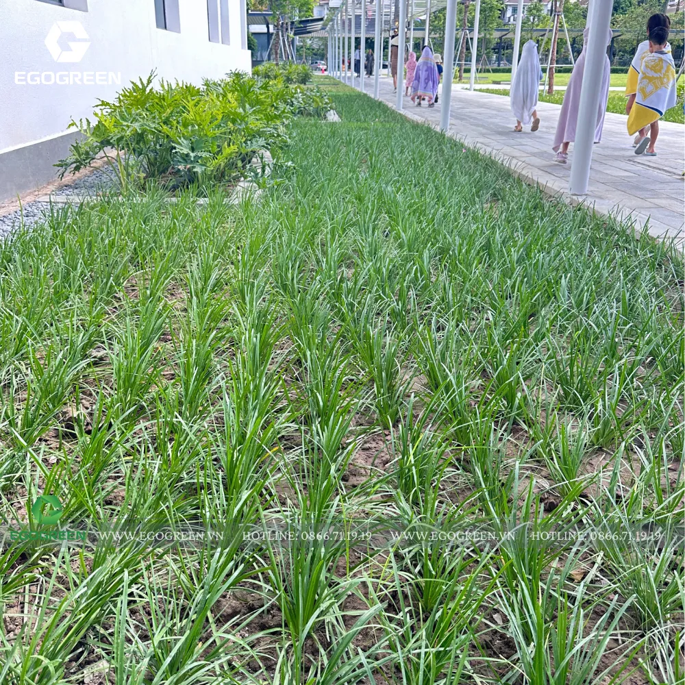 Vườn hoa mini trong trường học cho các em nhỏ gần gũi với thiên nhiên